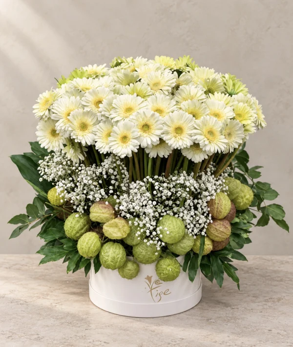 White Gerberas
