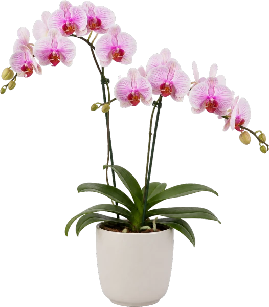 Pink Orchid