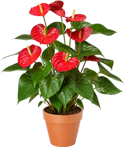 Anthurium