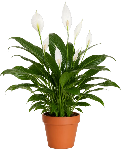 Peace Lily