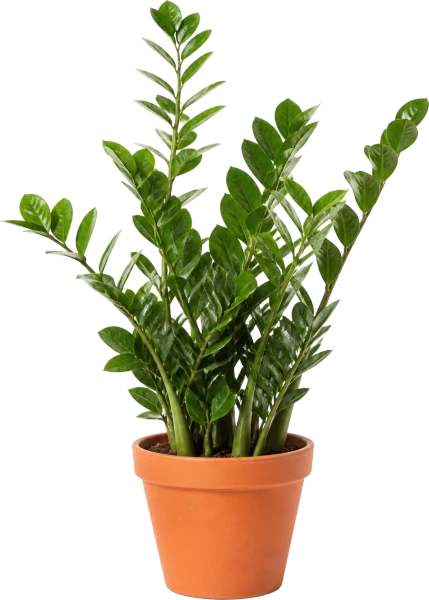 ZZ Plant
