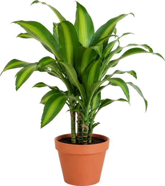 Dracaena Fragrans