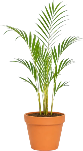 Areca Palm