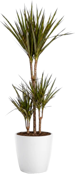 Dracaena Marginata