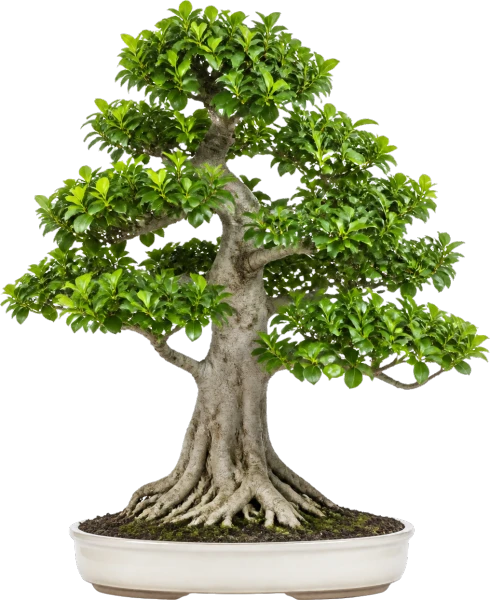 Bonsai