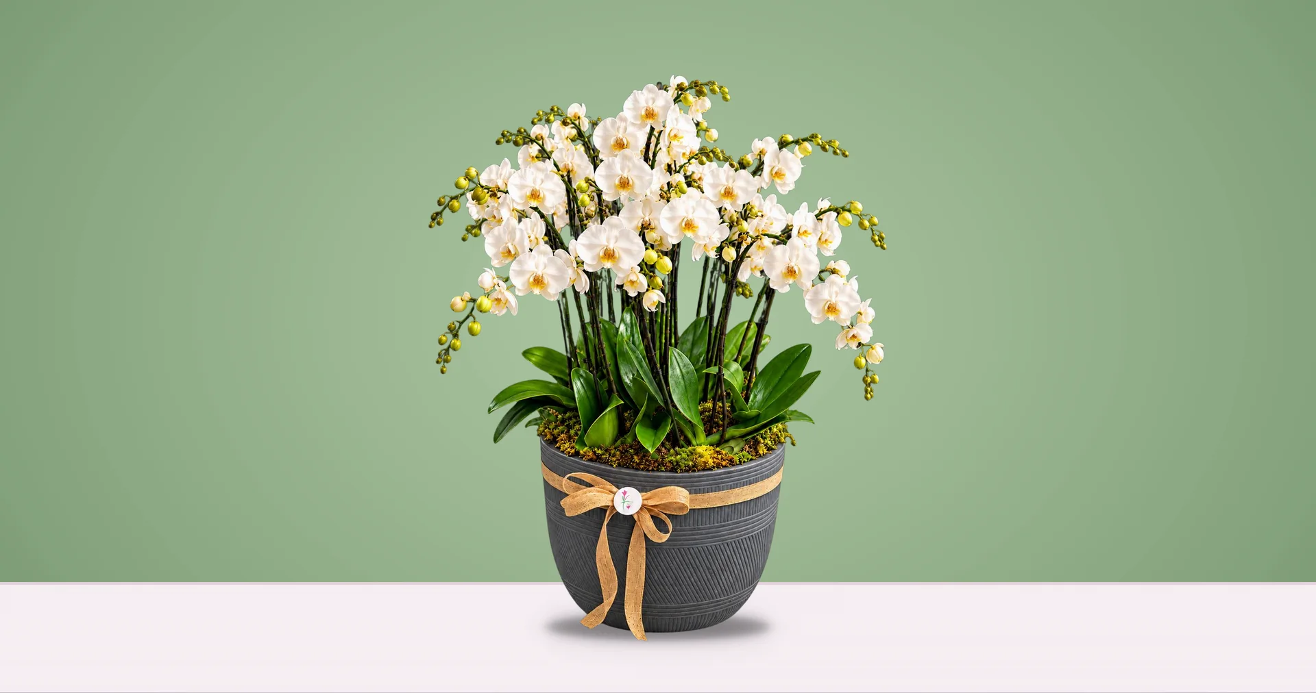 A grey Vert Tige pot of white orchids tied with a raffia bow, standing on a white ledge against a sage green wall